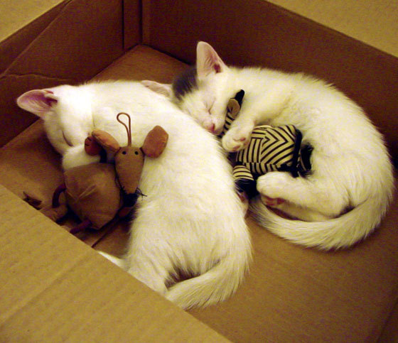 开云体育中国官方网站-德国队在2024年国际乒乓混合团体世界杯的精彩进步，德国乒乓联赛