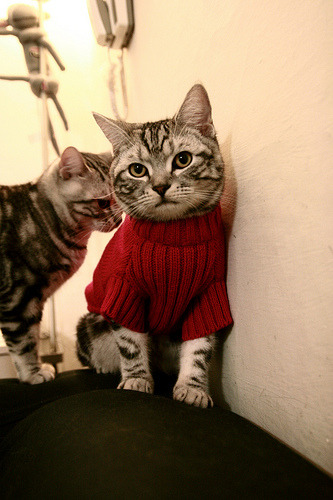 Kaiyun(中国)开云-波兰队赛制分析：团体赛制中的人员安排与战术布置，波兰队的比赛  第1张