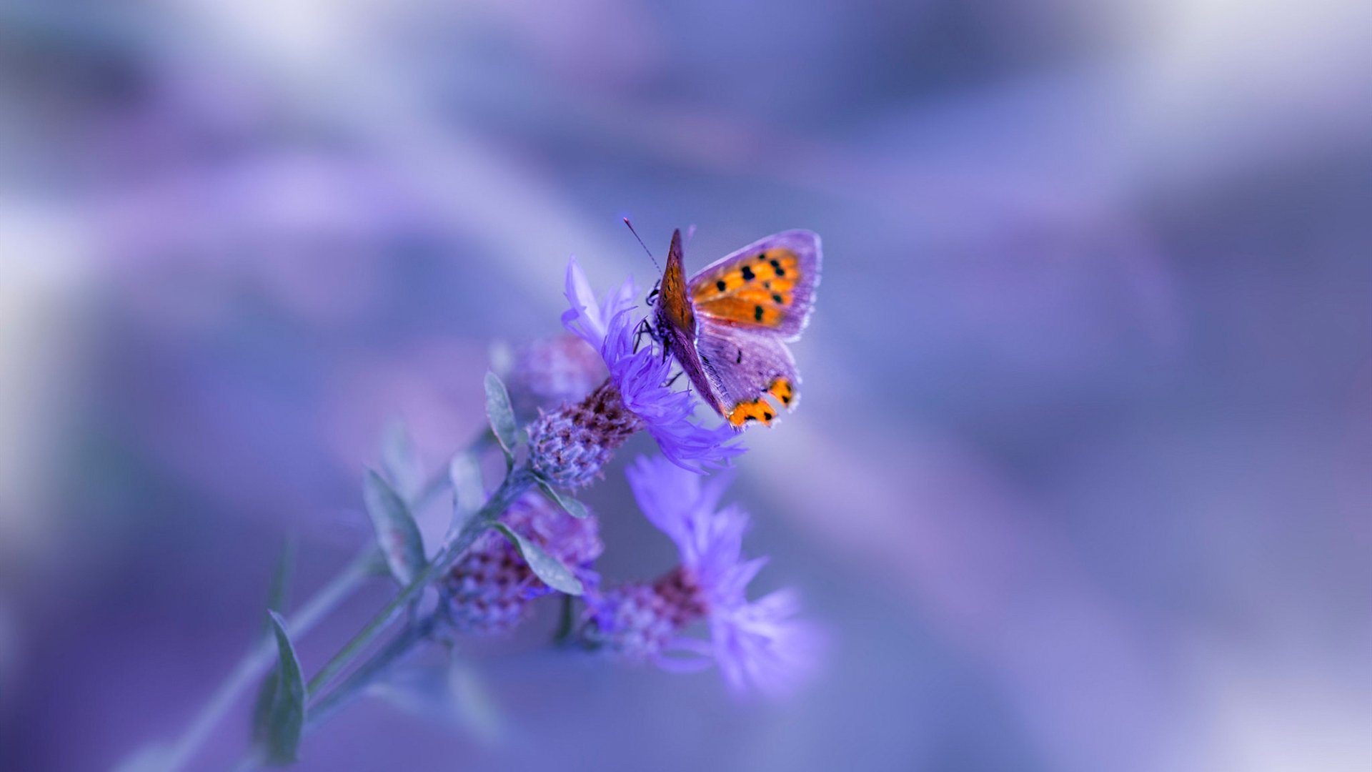 Kaiyun官方登录入口-球队应急补强后表现提升是否与战术体系契合，应急补给是什么肉  第3张